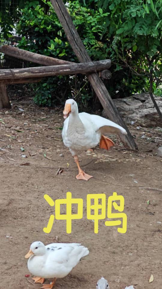 艾瑞斯