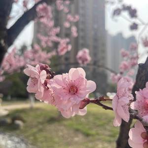 麦兜