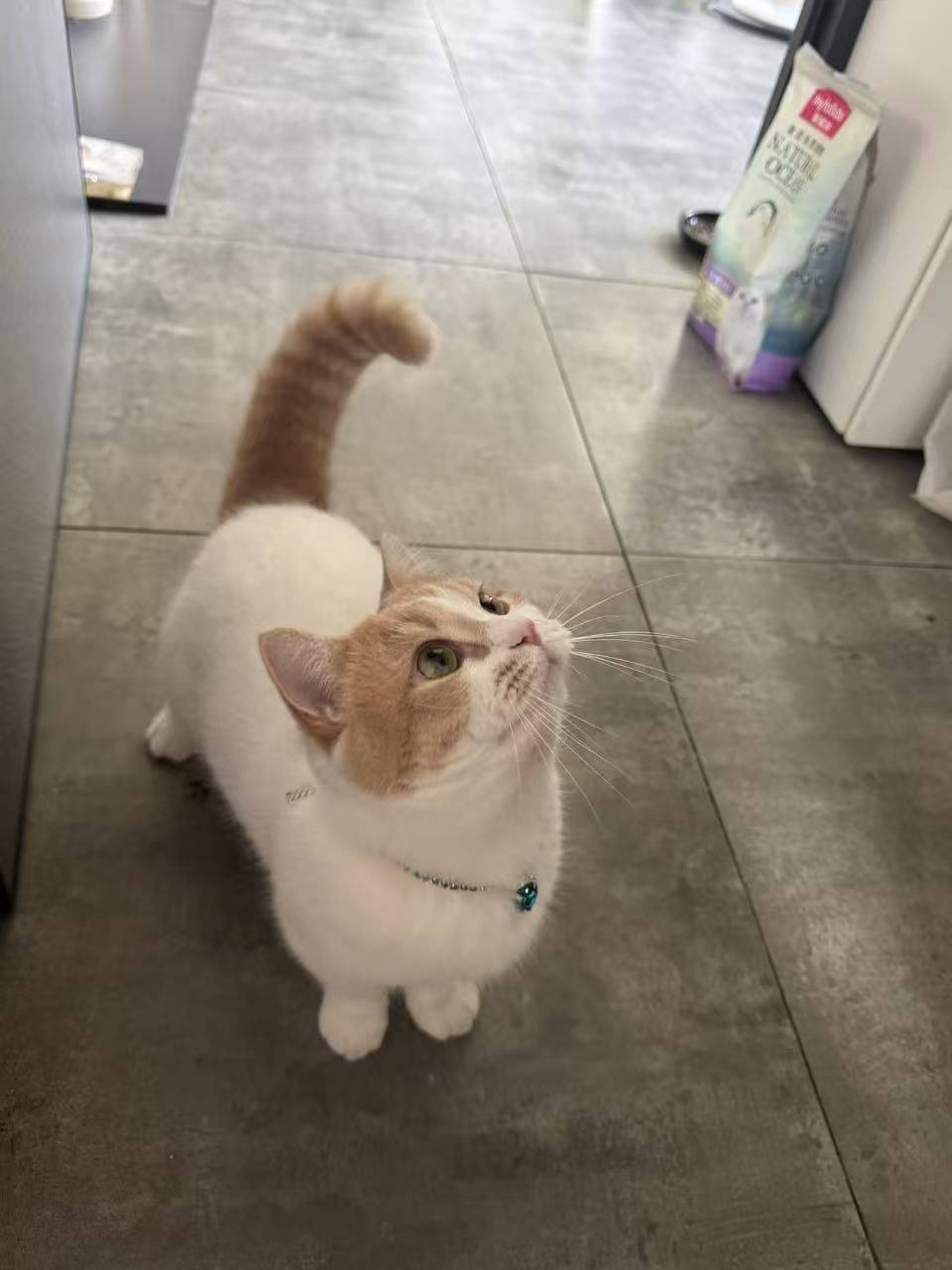 猫仔