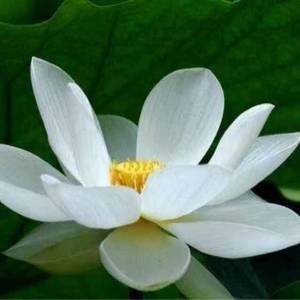 顺畅