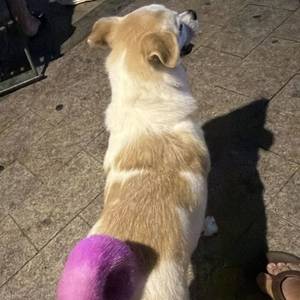小鱼儿
