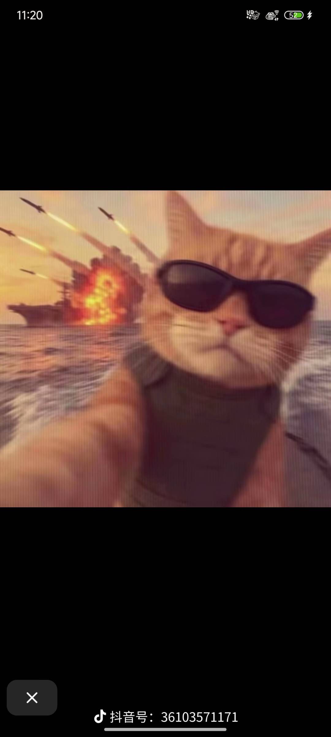 小猫007