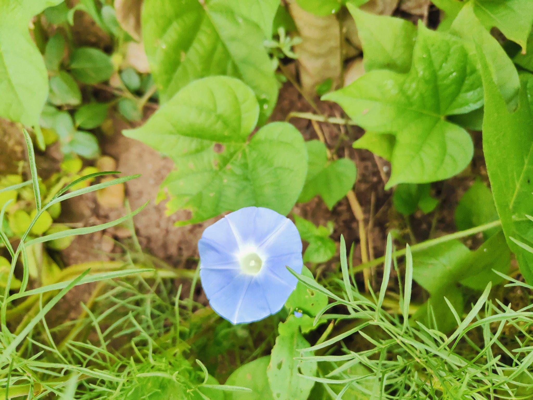 小米粒
