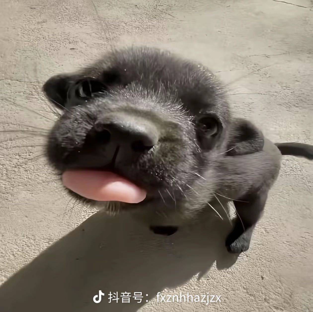 白刺玫