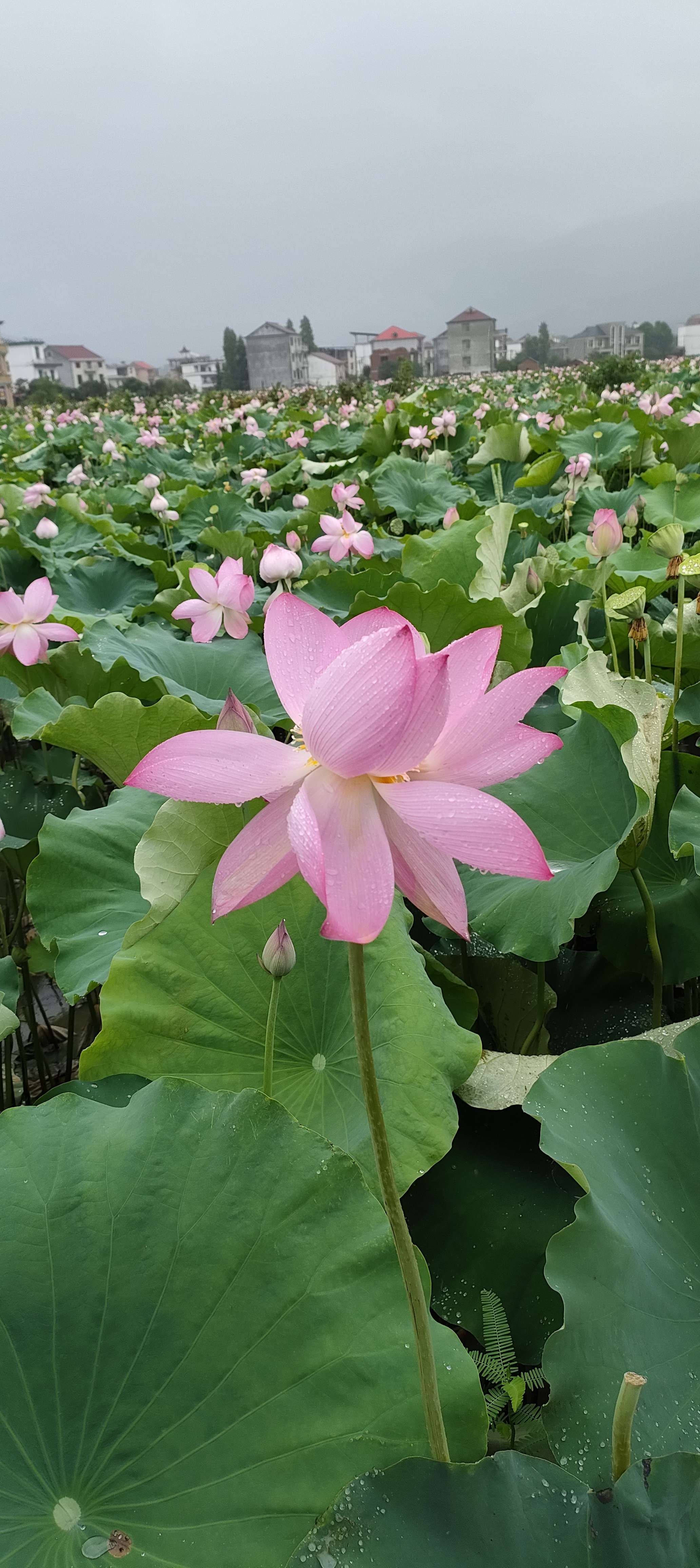 素彤
