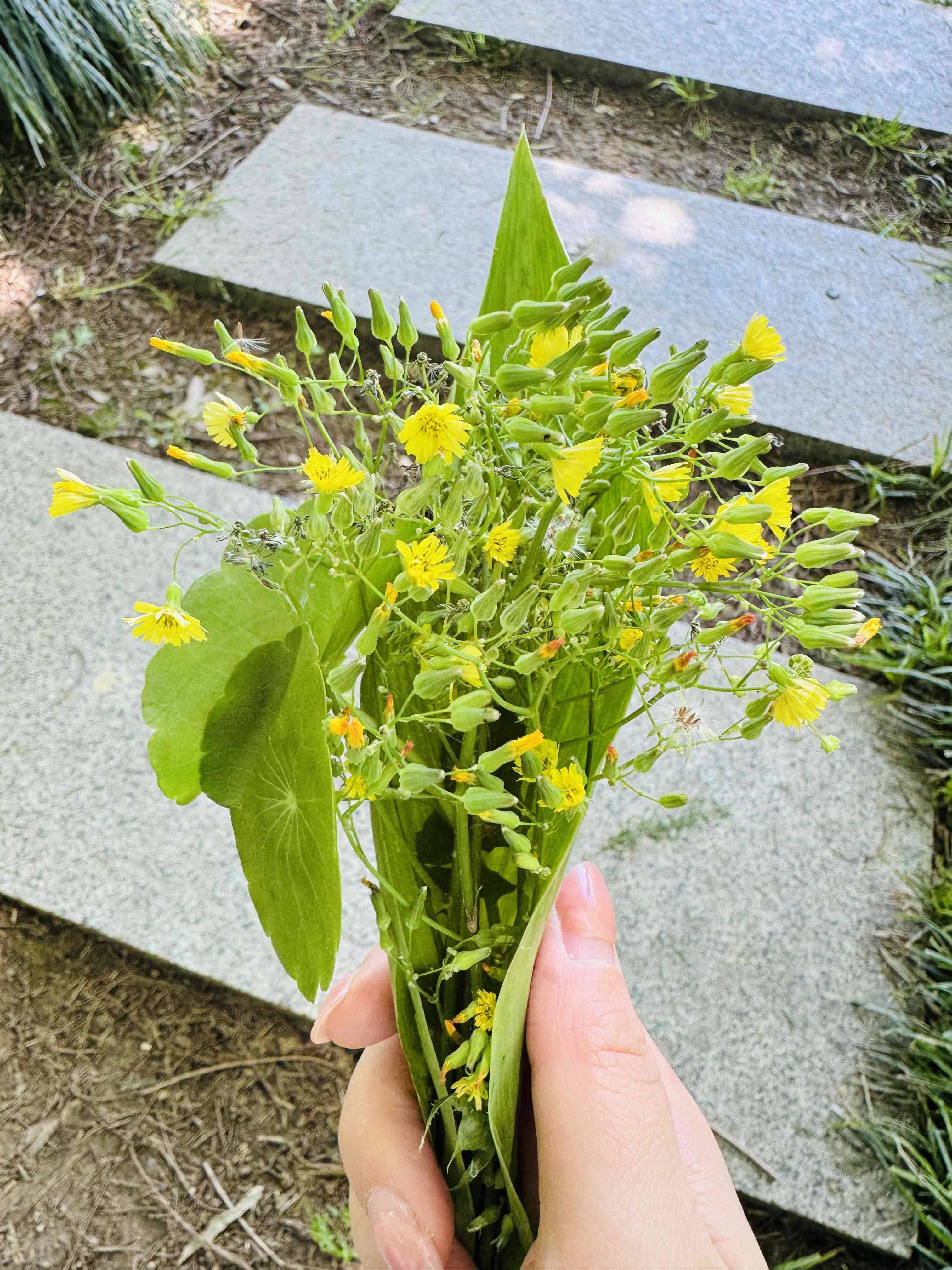 萌