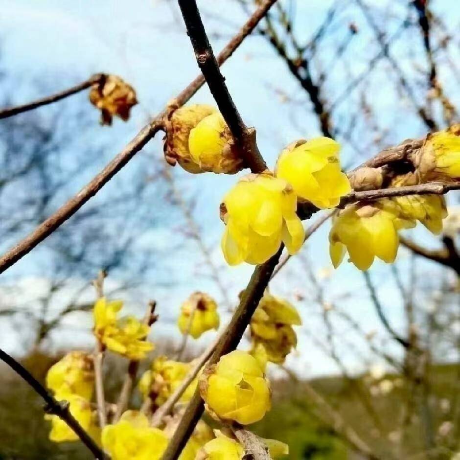 栀子花