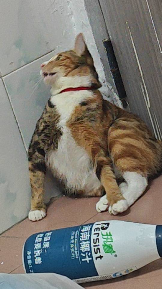 小贝