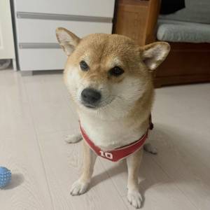 喵大发
