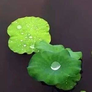 水华