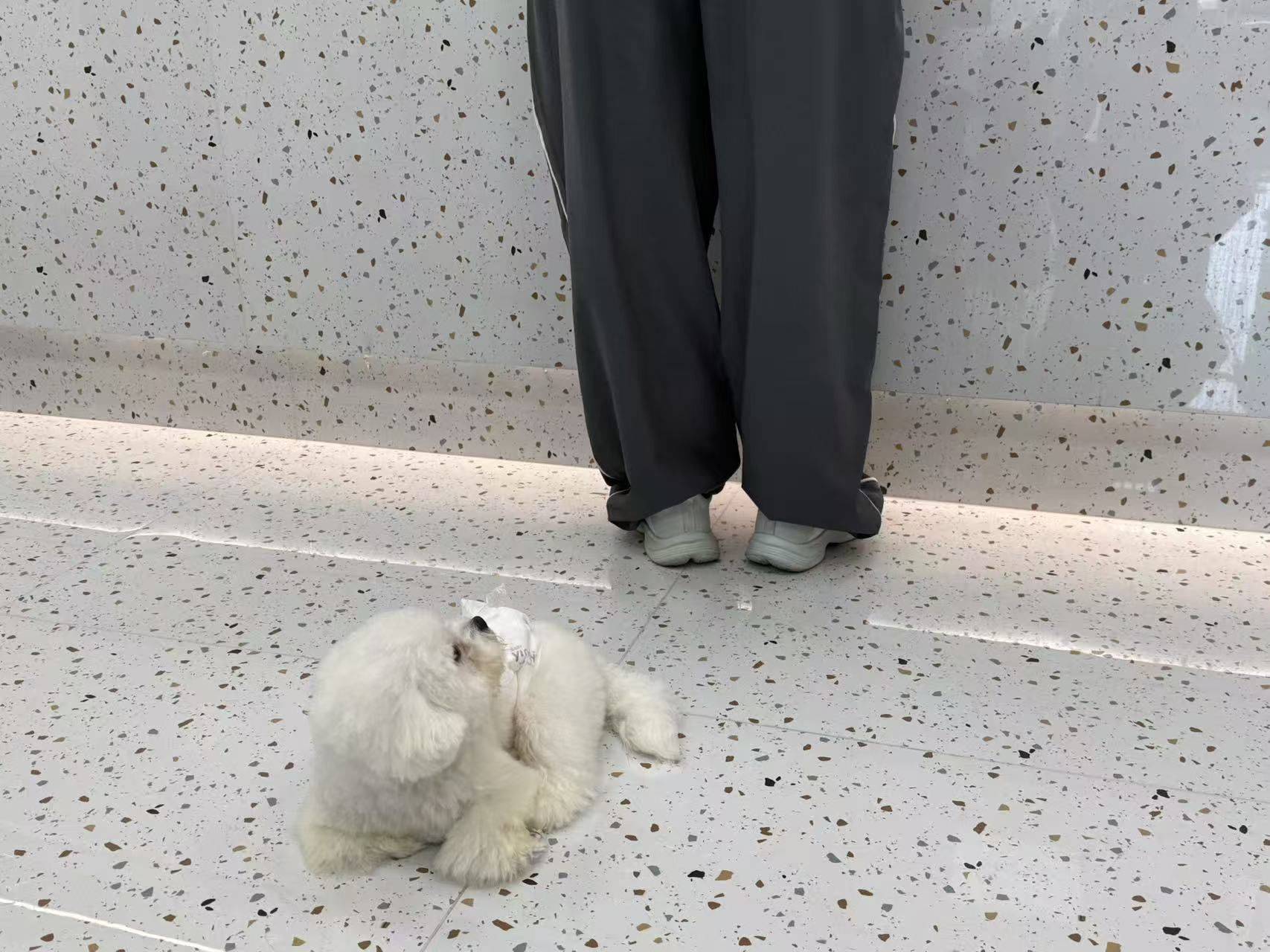 阿洛