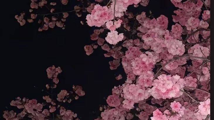 小糕