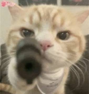 hao