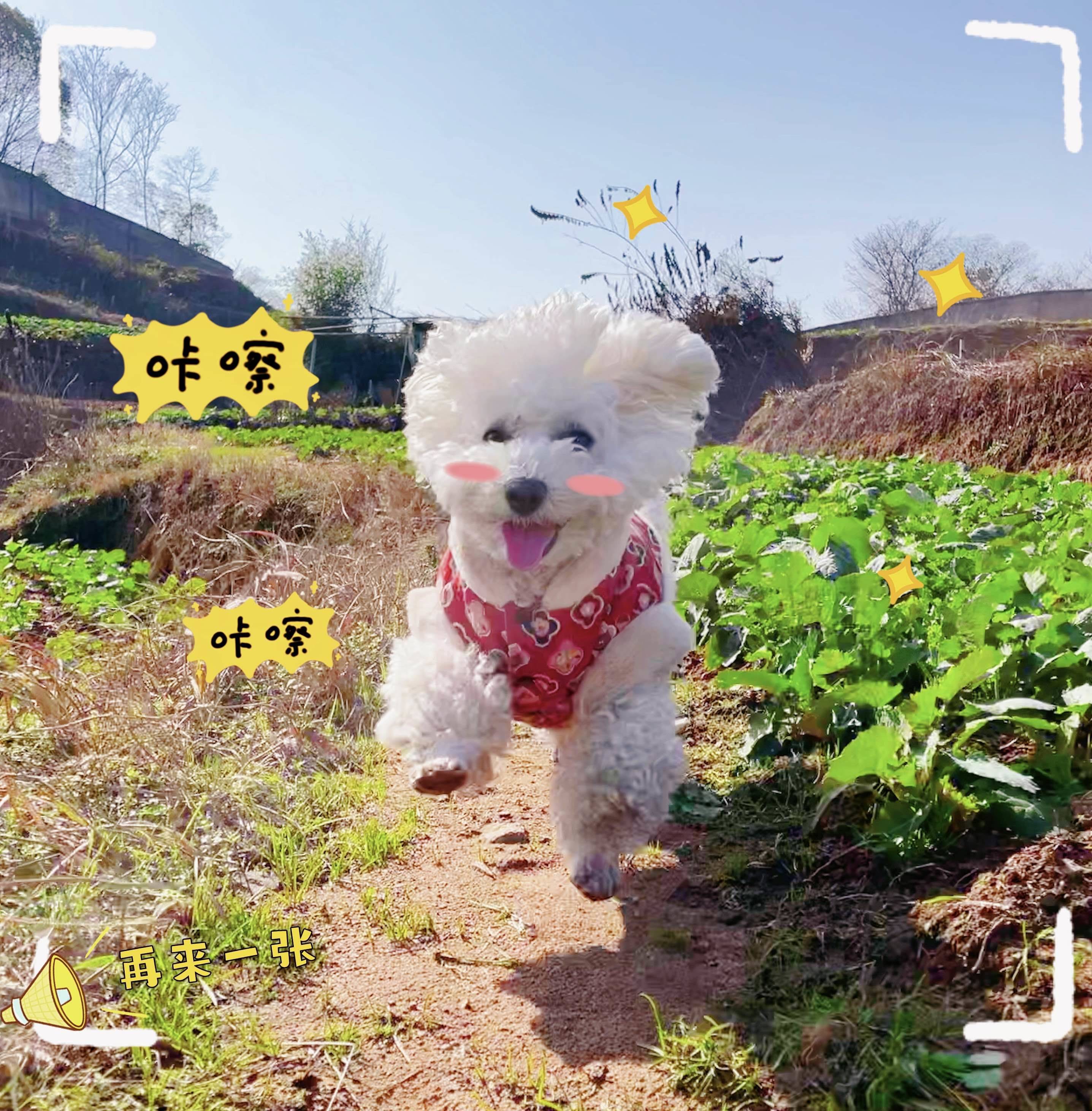 张柳成