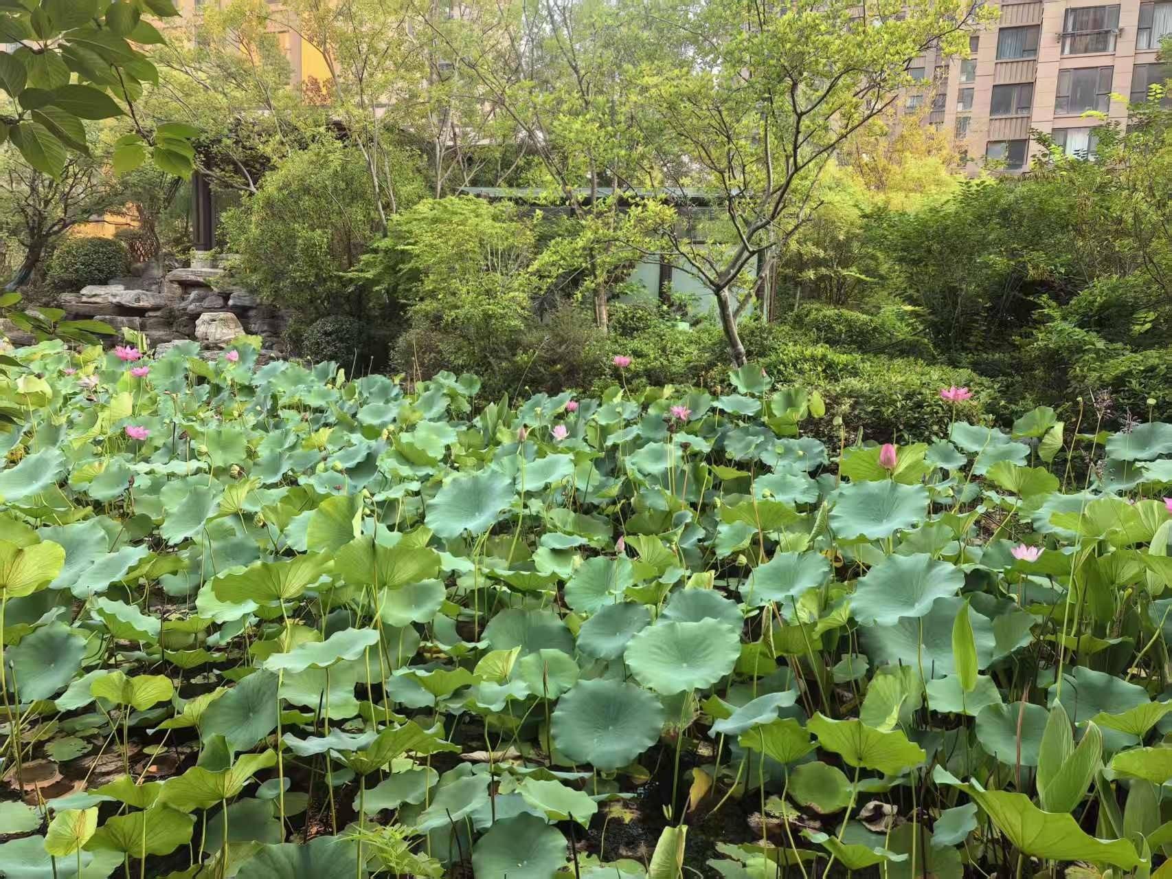 一棵大白菜