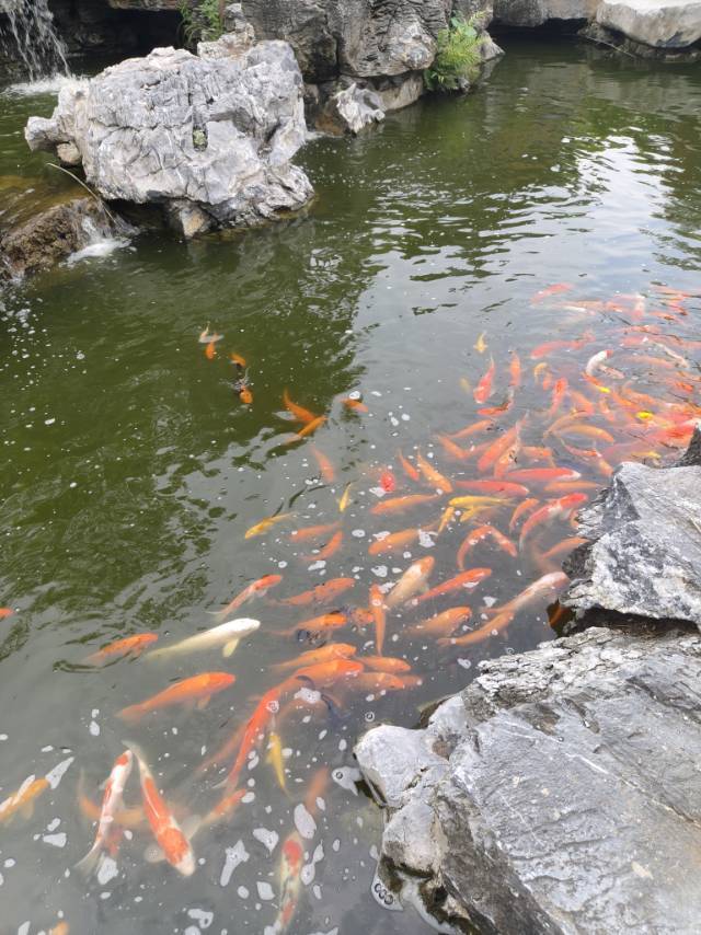 粥粥