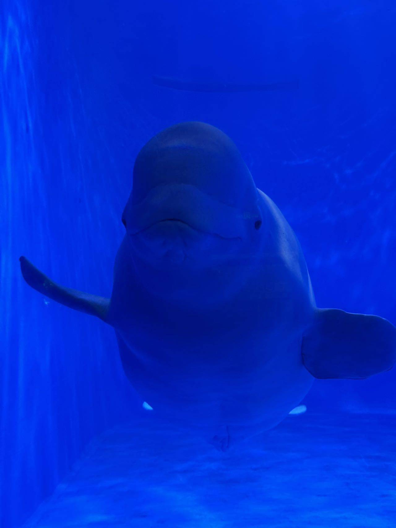 白海豚🐬