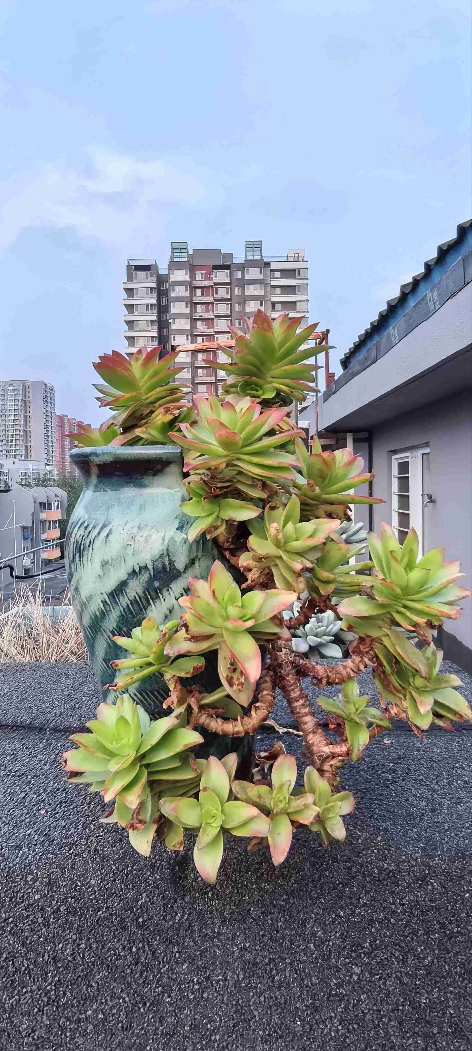 居家老头