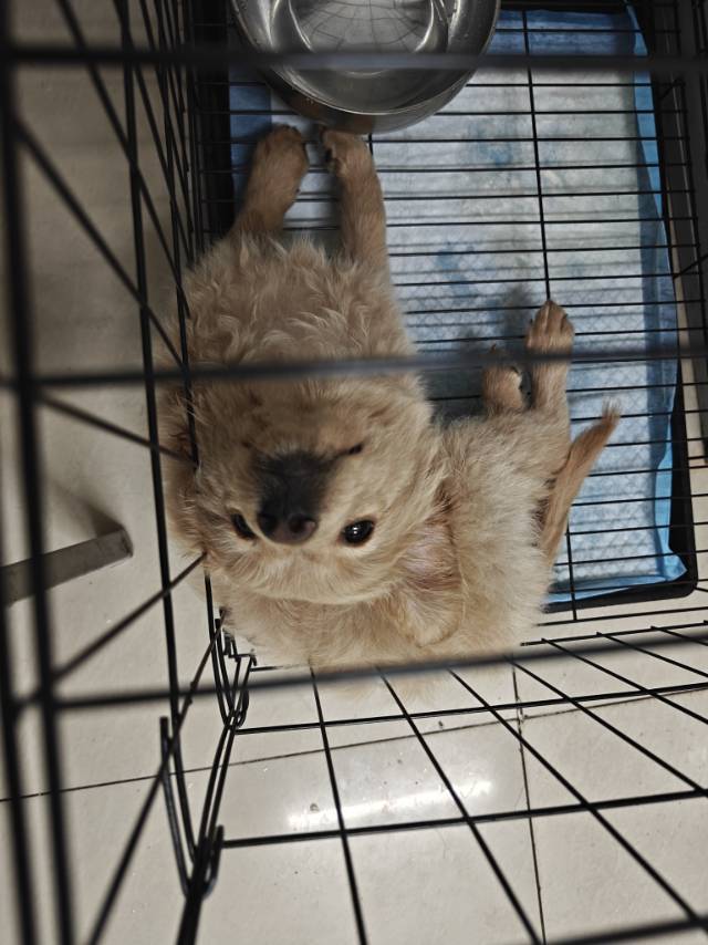 威猛小老虎