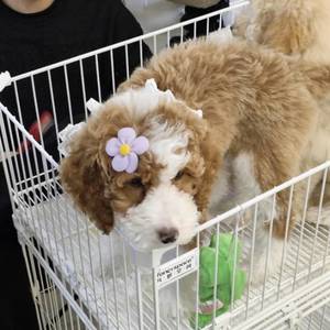 想做一颗星星