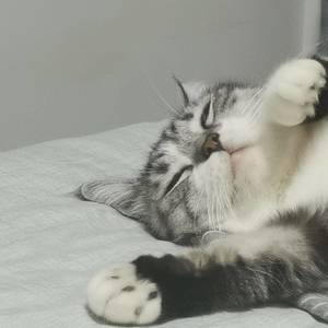卤蛋是只猫