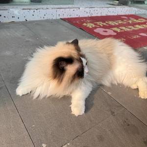 雪儿