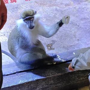 鱼鱼鱼
