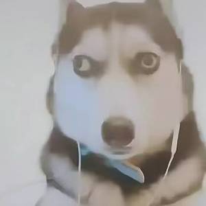 依加依等于洋