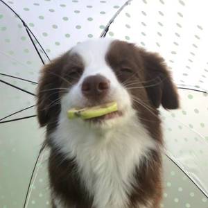 看看鱼尾