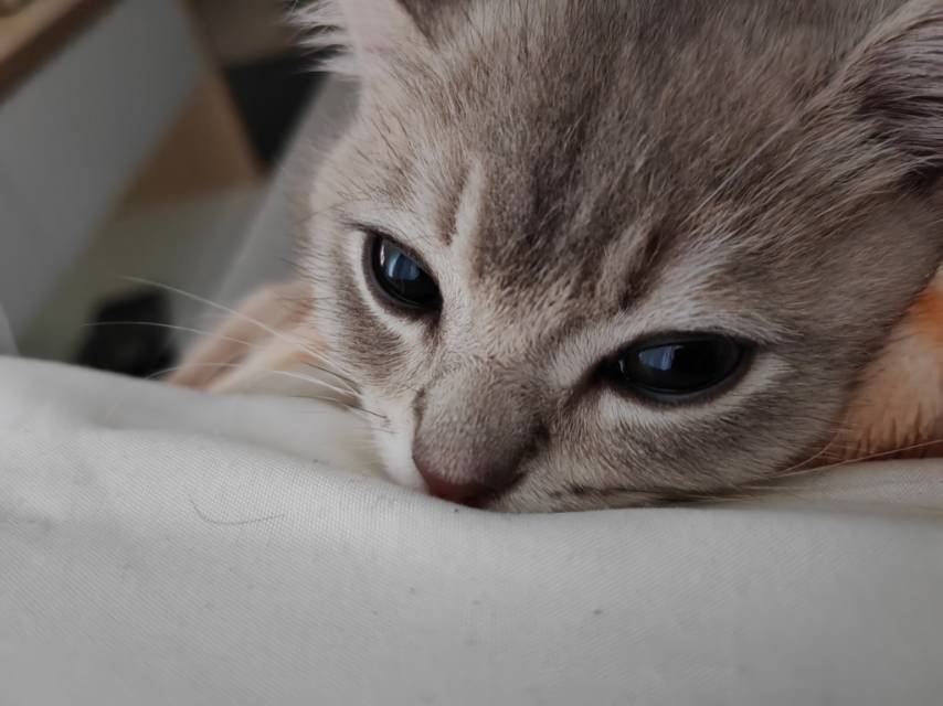 猫眼