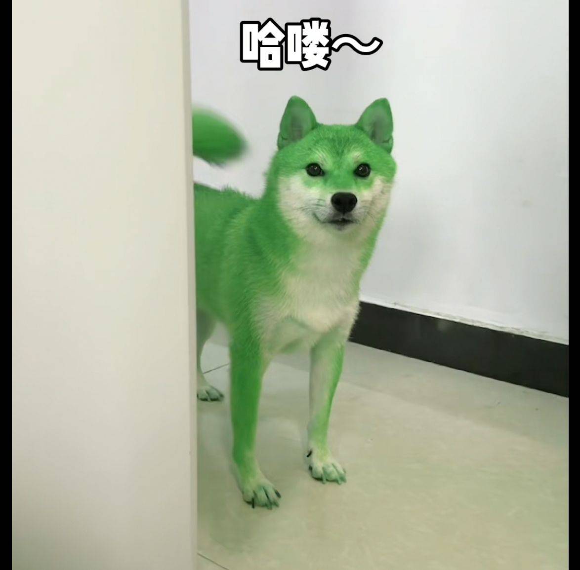 桔莹