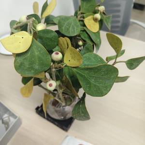 一叶一菩提