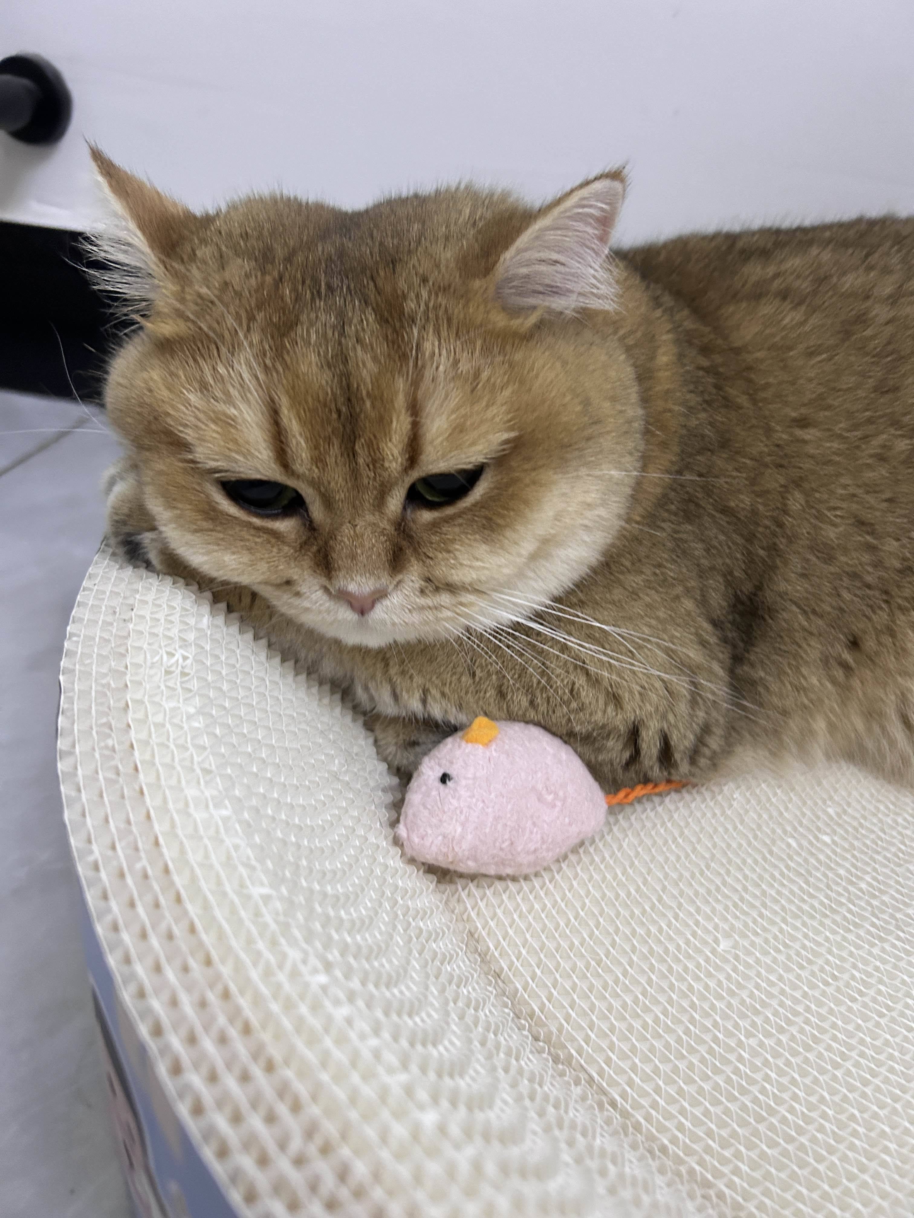 4111