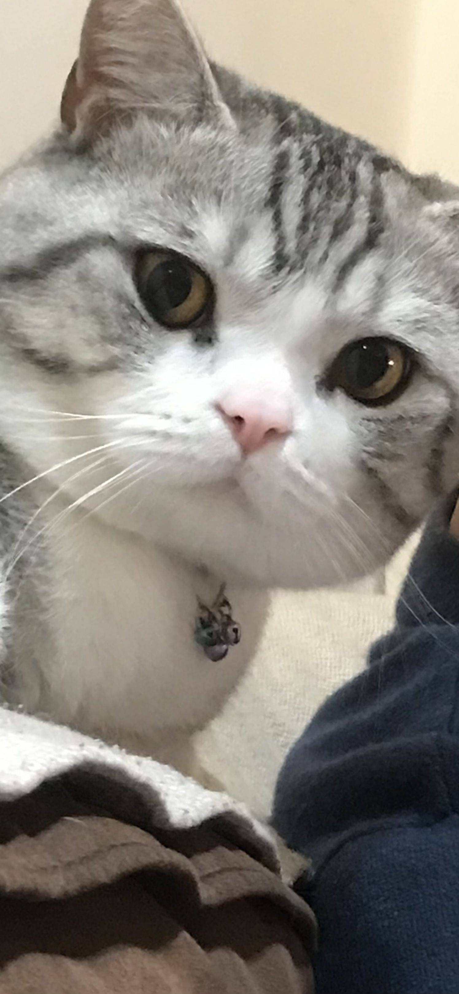 茂林归燕