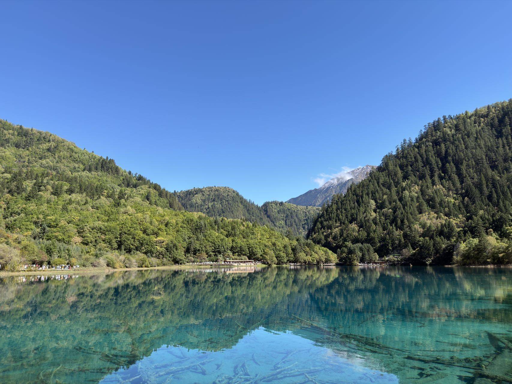 春漫野林森