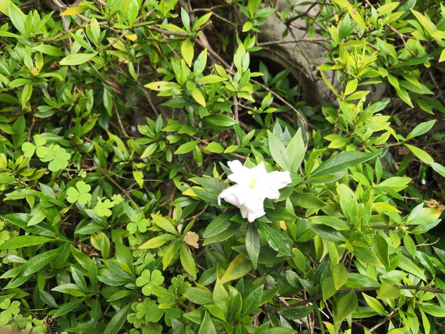 房东直租
