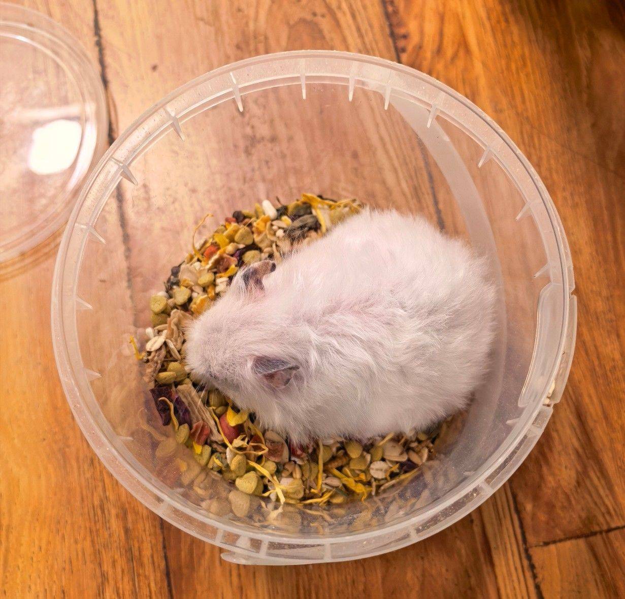 鸢