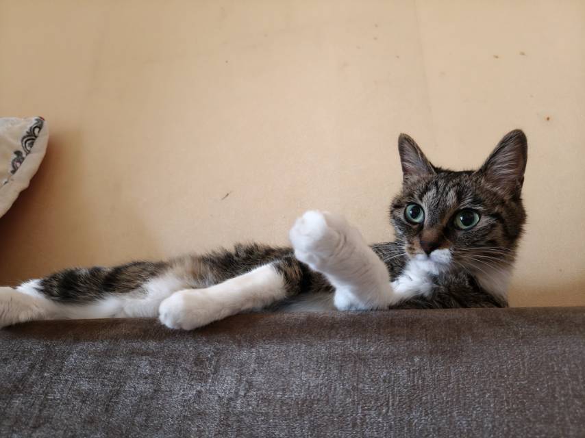 mo
