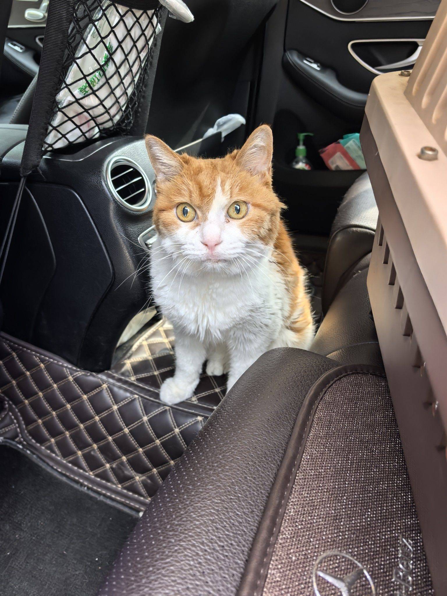 爱猫大叔