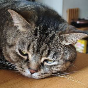 Simon
