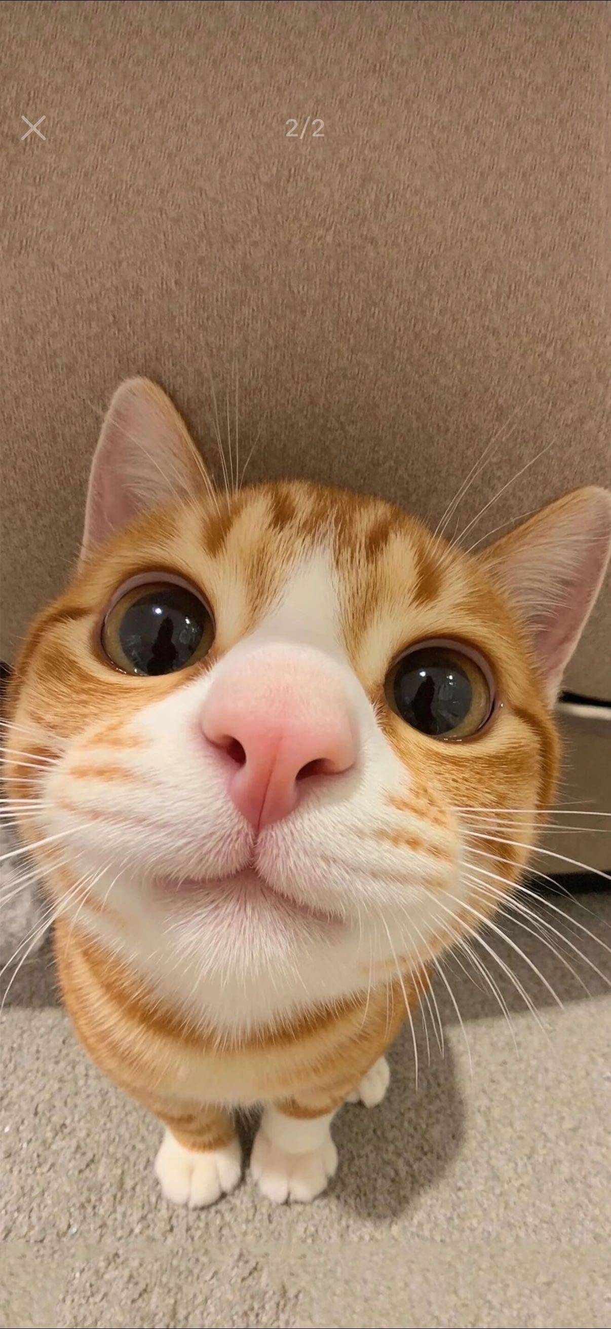 小猫鱼饼