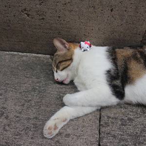 承野