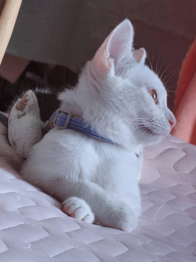 清欢