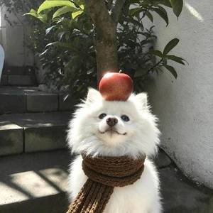 王卿雅