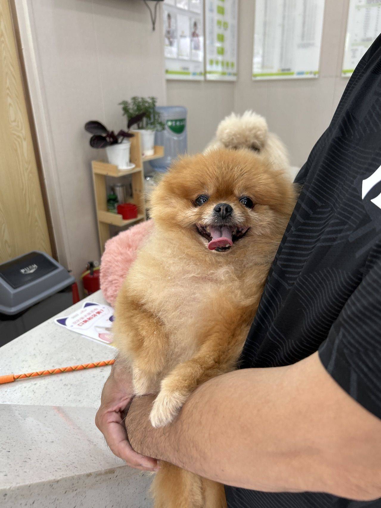 楊先生