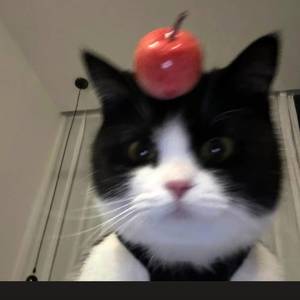 🍓喵~