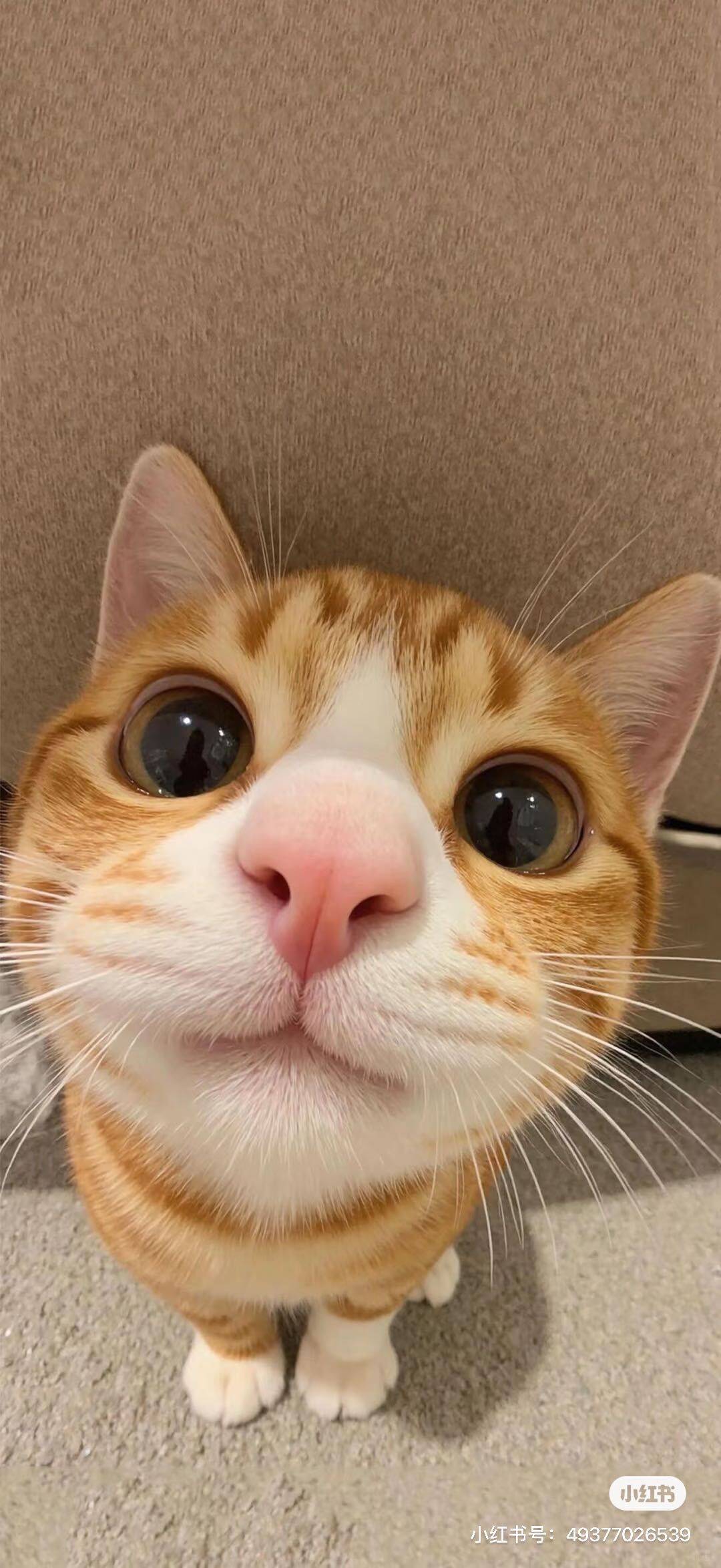 越越逃走了