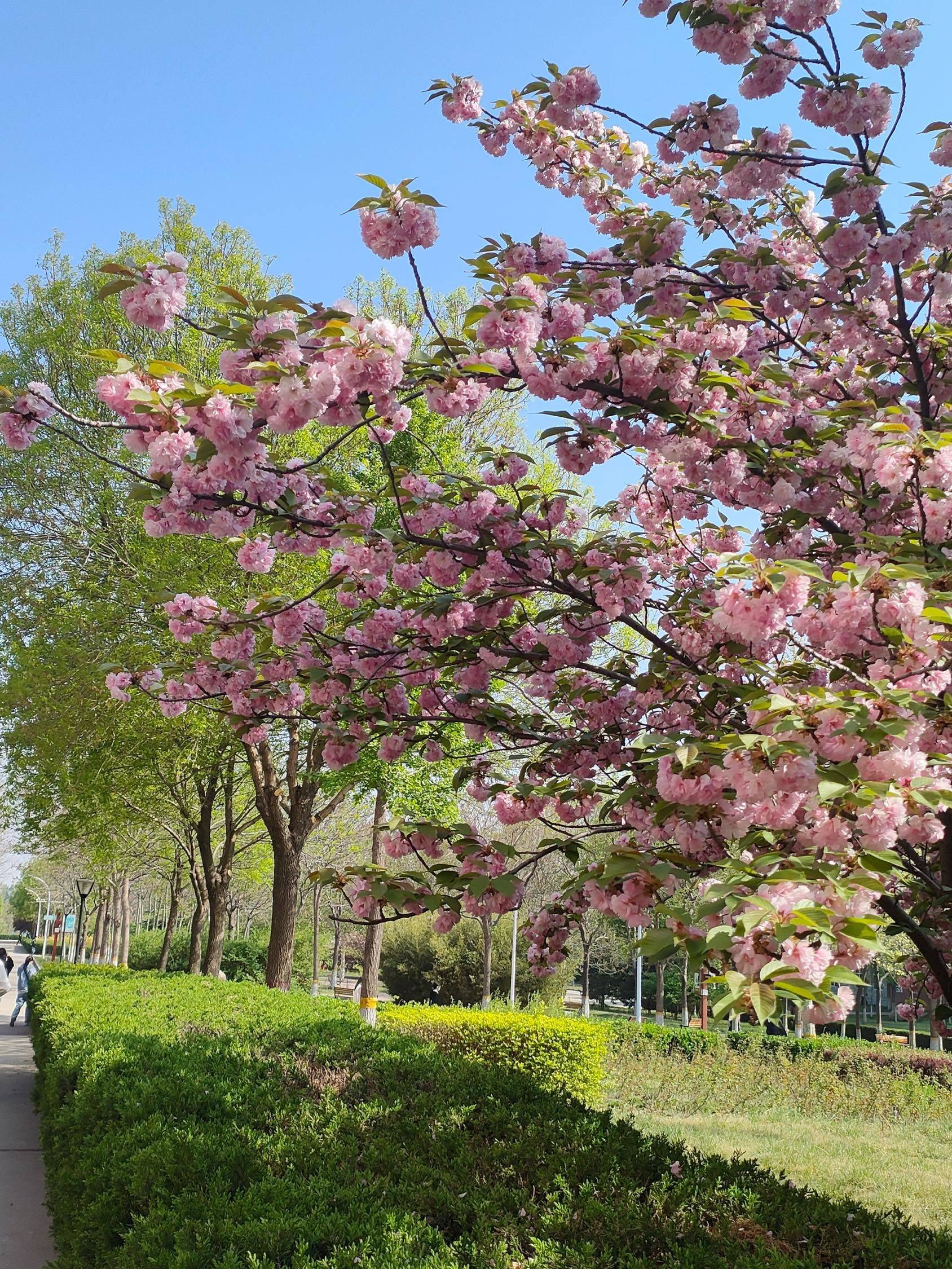苹果狗