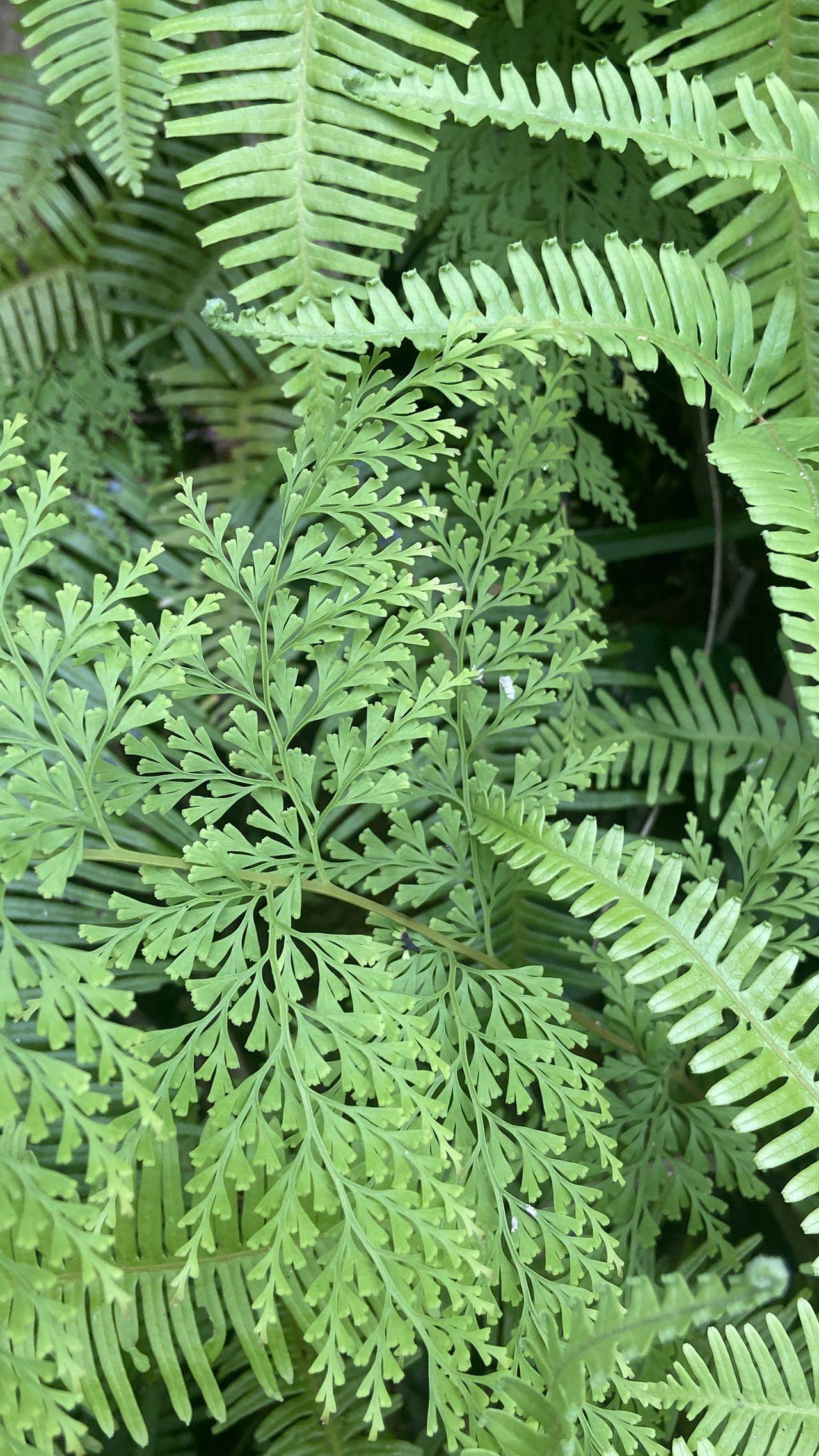 悦悦