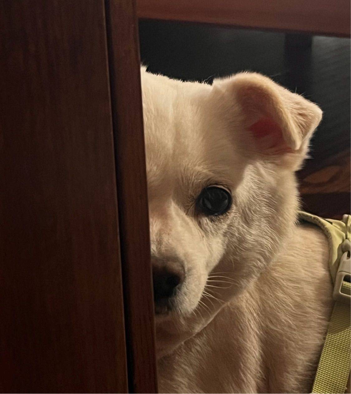 阿财财